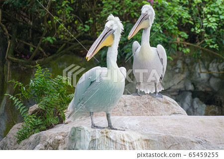 潛伏在叢林中的鱷魚 潛伏在叢林中的鱷魚 65459255