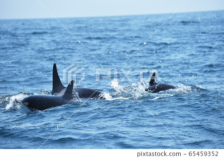A group of orcas swimming in the sea of Shiretoko (Rausu, Hokkaido) 65459352