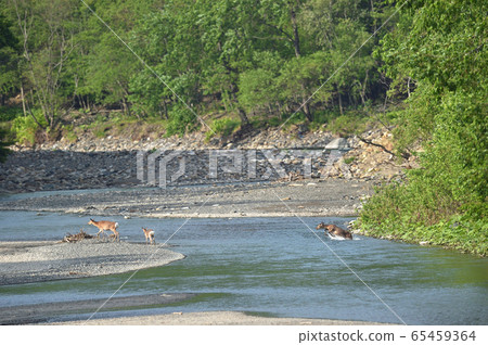 江戶鹿（北海道）穿越日高河 65459364