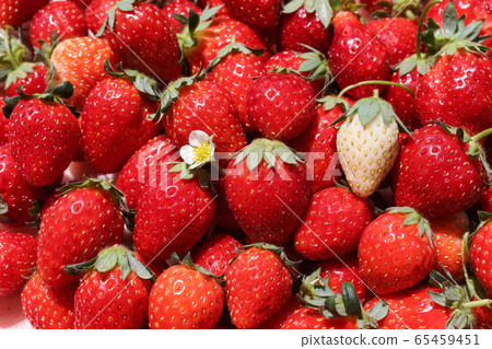 Ripe strawberries and white strawberries spread 65459451