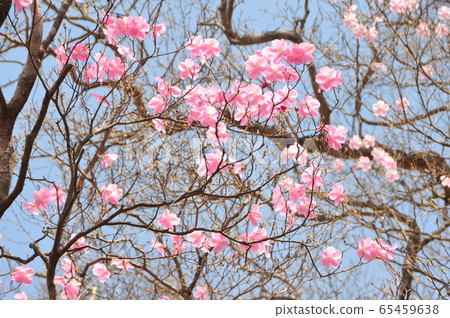 赤潮（柏山/鳥居/前橋，群馬） 65459638