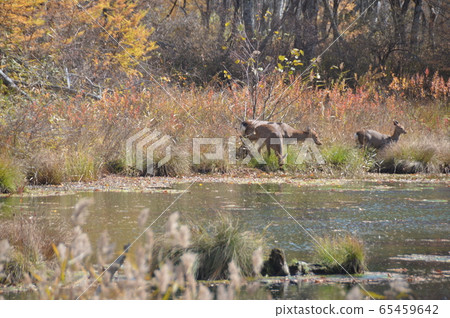 Sika deer appearing in the water (Oku-Nikko / Senjogahara / Nikko City, Tochigi Prefecture) Sika deer appearing in the water (Oku-Nikko / Senjogahara / Nikko City, Tochigi Prefecture) 65459642