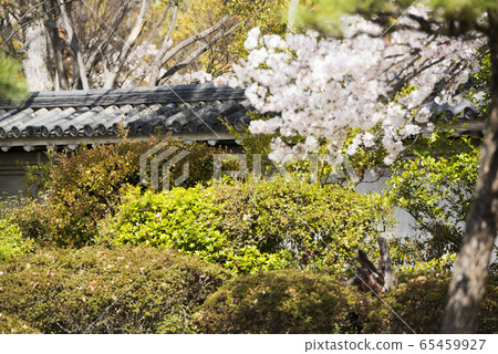 大阪城公園在春天 大阪城公園在春天 65459927