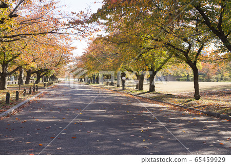 秋天的曝光紀念公園 秋天的曝光紀念公園 65459929