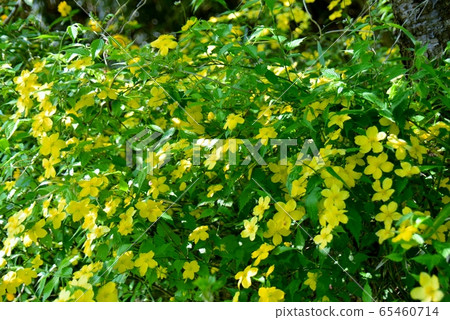 Yamabuki in full bloom Yamabuki in full bloom 65460714