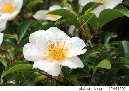 Big Neubara flower Big Neubara flower 65461502