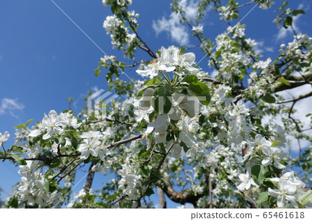 Apple flower Apple flower 65461618