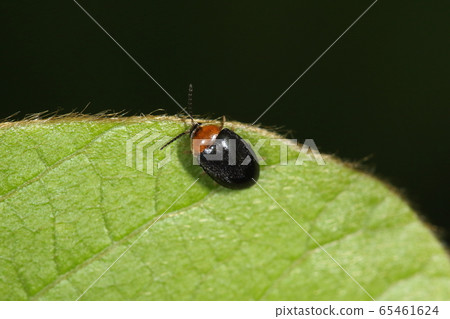 活體昆蟲Kimnemaruhanami,長約4毫米。頭部隱藏在胸部後部,略透明 活體昆蟲Kimnemaruhanami,長約4毫米。頭部隱藏在胸部後部,略透明 65461624