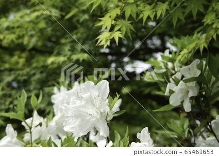高原寺專用區“白rad山杜鵑花/特馬目楓樹” 高原寺專用區“白rad山杜鵑花/特馬目楓樹” 65461653
