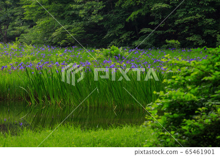 Hiraike oyster fly Hiraike oyster fly 65461901
