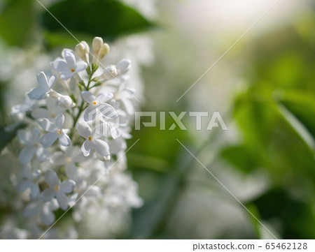 Branch of blossoming white lilac in the garden. 65462128