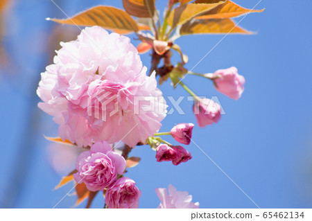 Double cherry blossoms in Gamo Sumiyoshi Pond Double cherry blossoms in Gamo Sumiyoshi Pond 65462134
