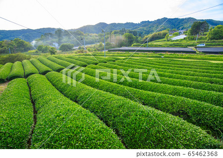 和諧的茶園 和諧的茶園 65462368