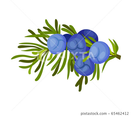Green Twig of Juniper with Needle Like Leaves and Blue Aromatic Seed Cones Vector Illustration 65462412