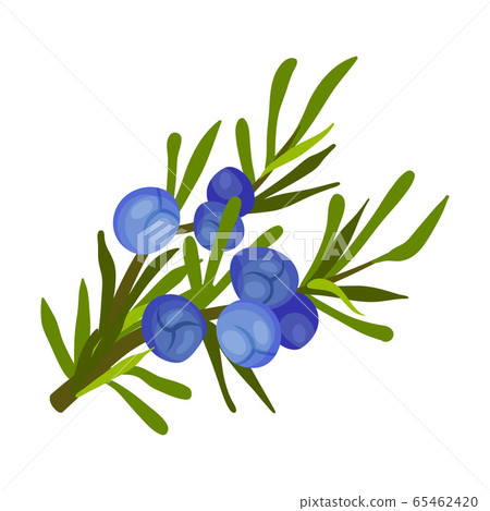 Juniper Green Branch with Needle Like Leaves and Blue Aromatic Seed Cones Vector Illustration 65462420