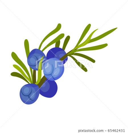 Juniper Green Branch with Needle Like Leaves and Blue Aromatic Seed Cones Vector Illustration 65462431