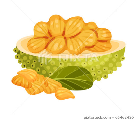 Ripe Bright Jackfruit with Green Seed Coat and Cut Section Showing Fibrous Core Vector Illustration 65462450