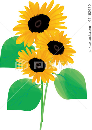 Summer sunflower Summer sunflower 65462680