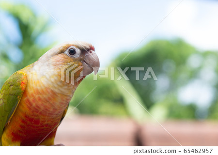 Uroko Innko的生活 65462957