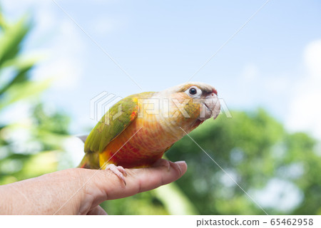 Uroko Innko的生活 65462958