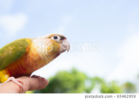 Uroko Innko的生活 65462959