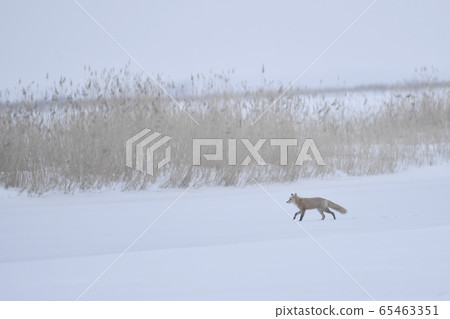 走在雪原的Kita狐狸 65463351