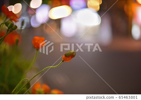 Gorgeous bokeh and colorful poppy flowers Gorgeous bokeh and colorful poppy flowers 65463801
