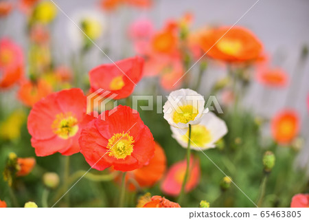 Colorful poppy flowers 65463805