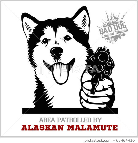 Alaskan Malamute dog with revolver gun - Alaskan Malamute gangster. Head of Funny Alaskan Malamute Alaskan Malamute dog with revolver gun - Alaskan Malamute gangster. Head of Funny Alaskan Malamute 65464430