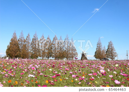 Windmill and cosmos fields Windmill and cosmos fields 65464463