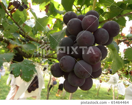 Kyoho grape picking Kyoho grape picking 65464464