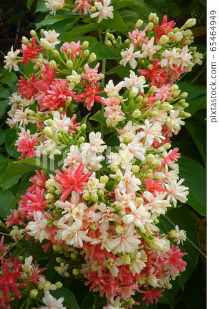 Chinese honey Suckle, Rangoon Creeper, Drunken Sailor (Quisqualis indica L.) 65464949