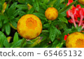 紙花2 65465132