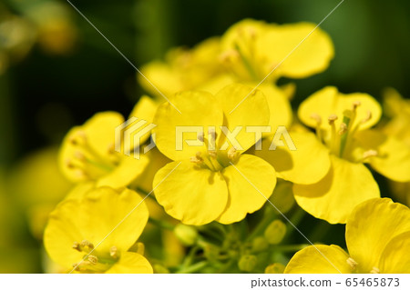 盛開的油菜花〉 盛開的油菜花〉 65465873