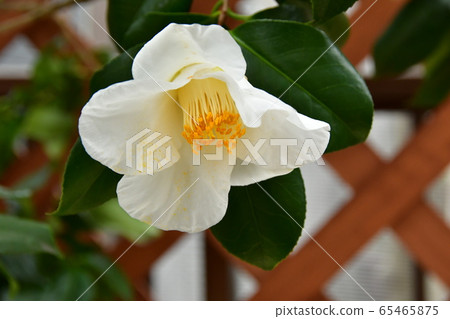 茶花盛開 茶花盛開 65465875
