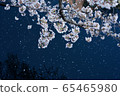 Cherry blossom petals scattered on the water 65465980