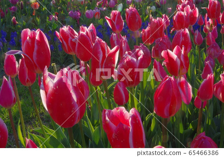 木曾三川公園的鬱金香 木曾三川公園的鬱金香 65466386