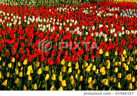 木曾三川公園的鬱金香 木曾三川公園的鬱金香 65466387