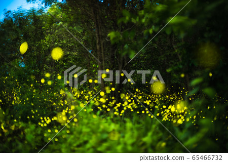 Firefly flying in the night forest Firefly flying in the night forest 65466732