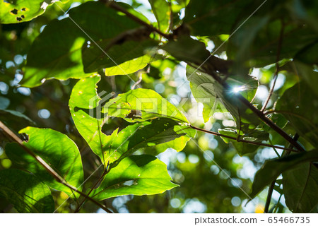 Green leaf nature background Green leaf nature background 65466735