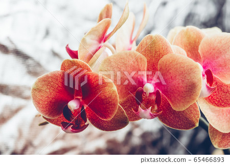 Orange Phalaenopsis Orchid Plant Orange Phalaenopsis Orchid Plant 65466893