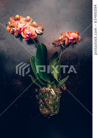 Orange Phalaenopsis Orchid Plant 65466894