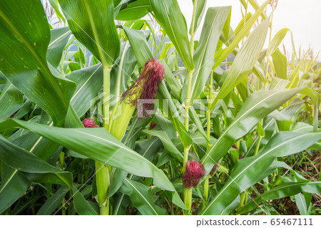 Close up corn at corn farm 65467111