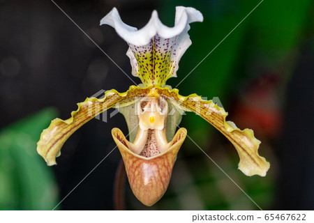 鳳蝶 鳳蝶 65467622