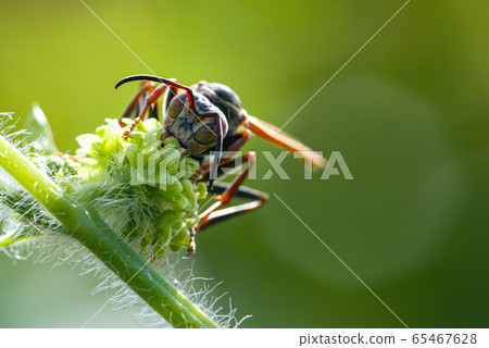 胡蜂 65467628