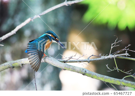 Kingfisher 1891- Kingfisher 1891- 65467727