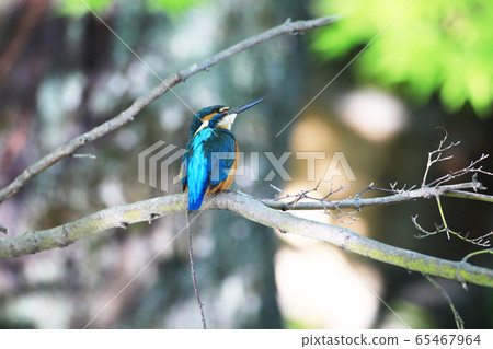 Kingfisher 1851 Kingfisher 1851 65467964
