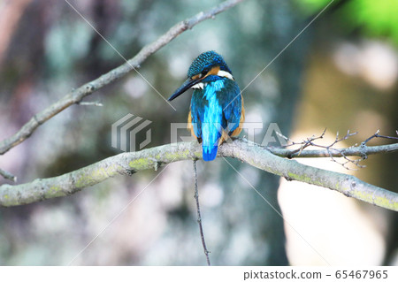 Kingfisher 1850- Kingfisher 1850- 65467965