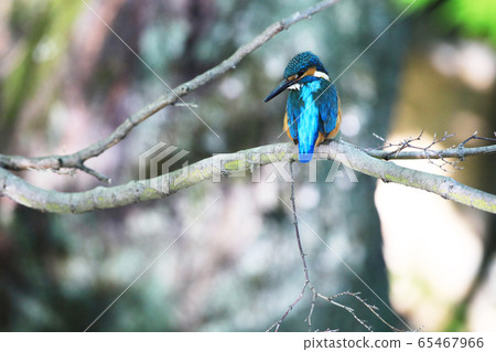 翠鳥1850 翠鳥1850 65467966