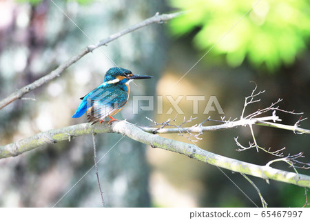 Kingfisher 1803 65467997